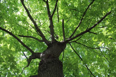 Ormandaki yeşil ağaç