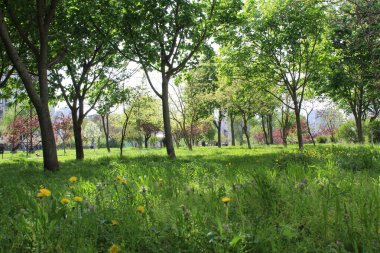 Parktaki ağaç, parktaki bahar