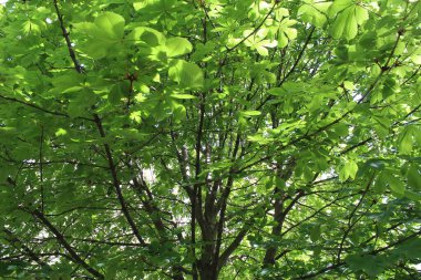 yeşil yapraklar, bitki örtüsü ve doğa