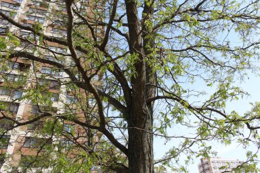 Bahar akasyası ilkbaharda çiçek açar, akasya ağacı dalları yeşil taze bahar yapraklarıyla.