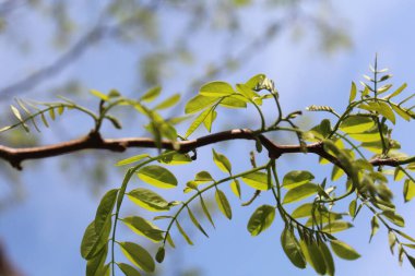 Bahar akasyası ilkbaharda çiçek açar, akasya ağacı dalları yeşil taze bahar yapraklarıyla.