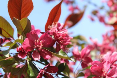 Bahar ağaçları çiçek açar, ağaçlardaki kırmızı çiçekler, bahar