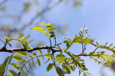 Ormandaki bir ağacın yeşil yaprakları