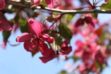 Bahar ağaçları çiçek açar, ağaçlardaki kırmızı çiçekler, bahar