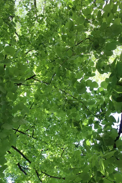 Mavi gökyüzü olan yeşil ağaç