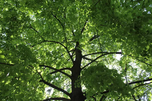 Ormandaki yeşil ağaç