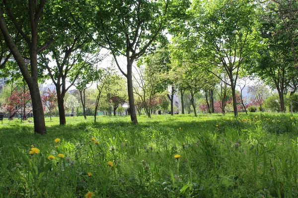 Parktaki ağaç, parktaki bahar