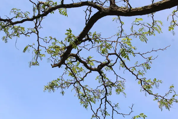 Bahar akasyası ilkbaharda çiçek açar, akasya ağacı dalları yeşil taze bahar yapraklarıyla.