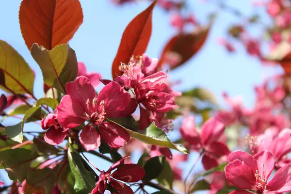 Bahar ağaçları çiçek açar, ağaçlardaki kırmızı çiçekler, bahar