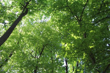 Parktaki yeşil ağaç