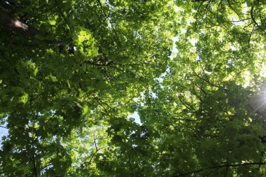 Güneş ağaçların dallarında parlıyor.