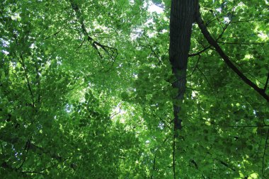 Parktaki yeşil orman