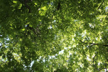 ilkbaharda ağacın yeşil yaprakları