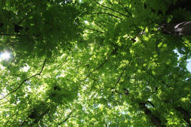 Ormanda yeşil yaprak