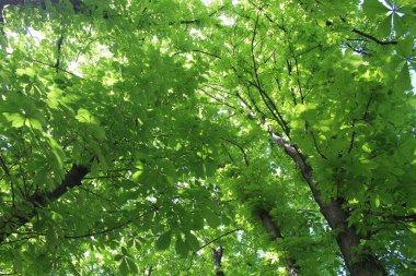 Yaz ormanında yeşil akçaağaç yaprakları