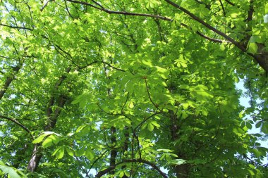 Ormanda yeşil yapraklar