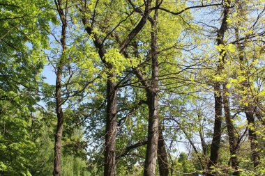 Yeşil ağaçlı güzel bahar manzarası