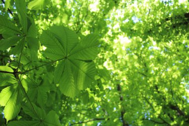 Ormanda yeşil yapraklar