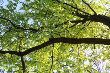 Yapraklı, yapraklı ve yapraklı yeşil ağaç.