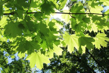 Ağaçtaki yeşil akçaağaç yaprakları