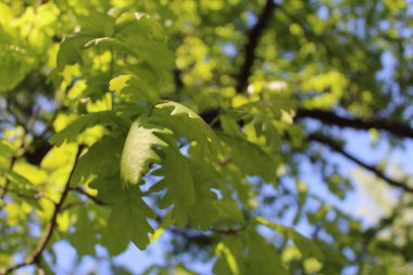 Ağaçtaki yeşil yapraklar