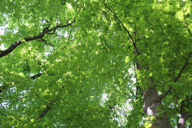 Ormanda yeşil yapraklar