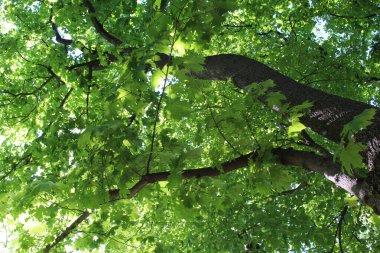 Güzel botanik fotoğrafı, doğal duvar kağıdı.