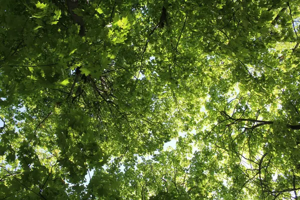 ilkbaharda ağacın yeşil yaprakları