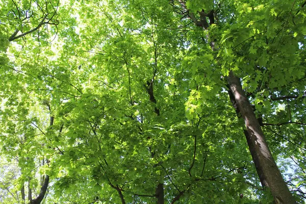 Ormanda yeşil ağaçlar