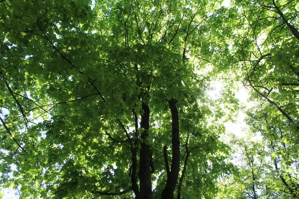 Ormanda yeşil yapraklar