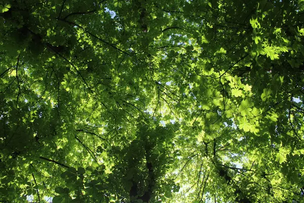 Ormanda yeşil yapraklar