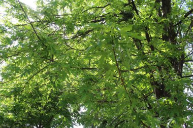 Ormanın güzel manzarası