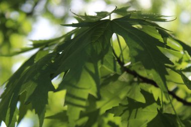 Yeşil taze yaprakların doğal arka planı, yeşil akçaağaç yaprağı arka planı, bahar