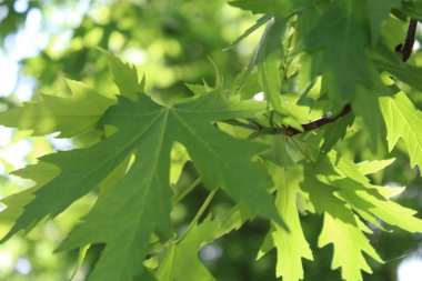 Yeşil taze yaprakların doğal arka planı, yeşil akçaağaç yaprağı arka planı, bahar