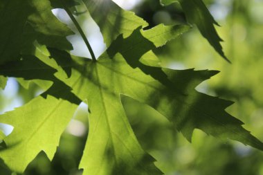 Yeşil taze yaprakların doğal arka planı, yeşil akçaağaç yaprağı arka planı, bahar