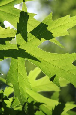 Yeşil taze yaprakların doğal arka planı, yeşil akçaağaç yaprağı arka planı, bahar
