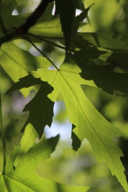 Yeşil taze yaprakların doğal arka planı, yeşil akçaağaç yaprağı arka planı, bahar