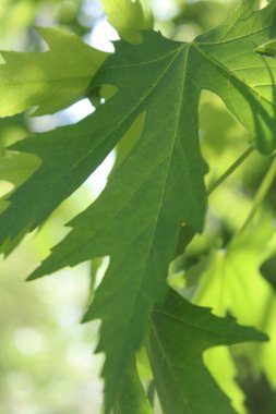 Yeşil taze yaprakların doğal arka planı, yeşil akçaağaç yaprağı arka planı, bahar