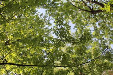 Ormanda yeşil yapraklar