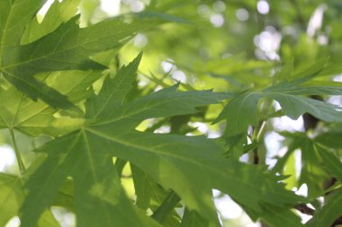 Yeşil taze yaprakların doğal arka planı, yeşil akçaağaç yaprağı arka planı, bahar