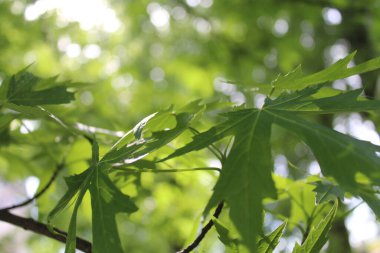 Yeşil taze yaprakların doğal arka planı, yeşil akçaağaç yaprağı arka planı, bahar