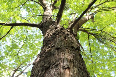 parkta yeşil meşe ağacı