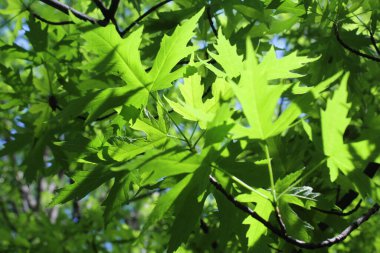 Yeşil taze yaprakların doğal arka planı, yeşil akçaağaç yaprağı arka planı, bahar
