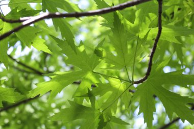 Yeşil taze yaprakların doğal arka planı, yeşil akçaağaç yaprağı arka planı, bahar