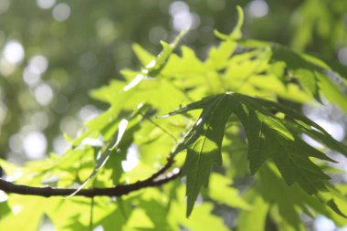 Yeşil taze yaprakların doğal arka planı, yeşil akçaağaç yaprağı arka planı, bahar