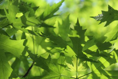 Yeşil taze yaprakların doğal arkaplanı