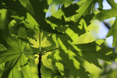 Yeşil taze yaprakların doğal arkaplanı