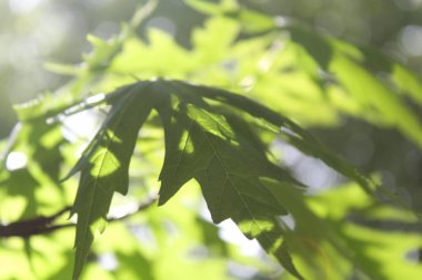 Yeşil taze yaprakların doğal arka planı, güzel yeşil akçaağaç yaprakları..