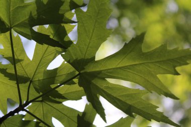 Yeşil taze yaprakların doğal arka planı, güzel yeşil akçaağaç yaprakları..