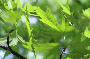 Yeşil taze yaprakların doğal arka planı, güzel yeşil akçaağaç yaprakları..